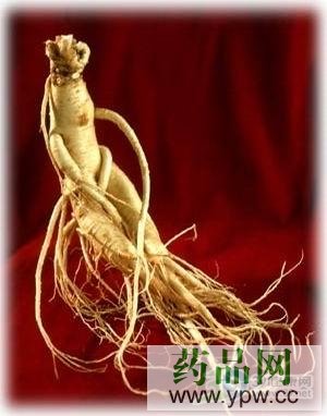 ���ø����� ���l��Ѫ��